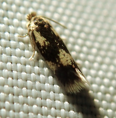 Stigmella trimaculella