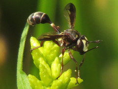 Physocephala furcillata