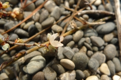 Muehlenbeckia ephedroides