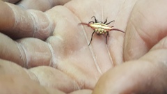 Gasteracantha milvoides
