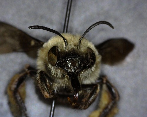 iNaturalist observation photo of Monk Longhorn