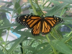 Danaus plexippus