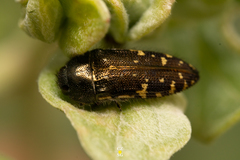 Acmaeodera flavopicta