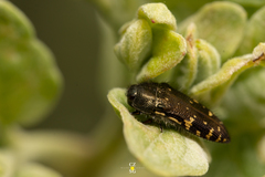 Acmaeodera flavopicta