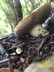 Austroboletus niveus