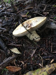 Austroboletus niveus