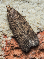Glyphidocera juniperella