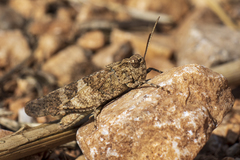 Oedipoda charpentieri