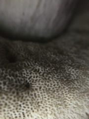 Austroboletus lacunosus