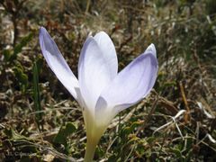 Crocus carpetanus