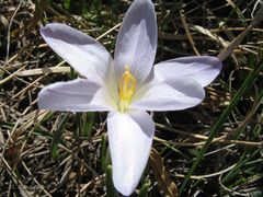 Crocus carpetanus