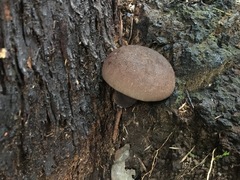 Austroboletus lacunosus