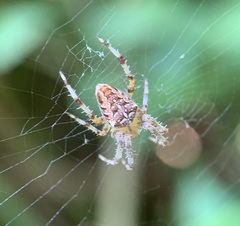 Araneus diadematus
