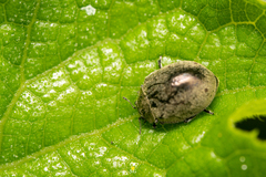 Epilachna obscurella