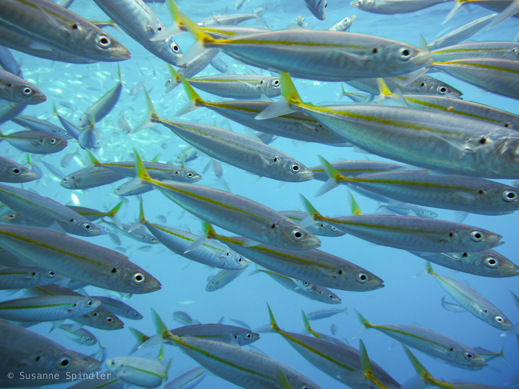 Temperate Scad