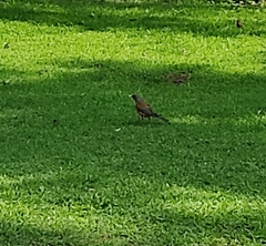 Turdus rufopalliatus