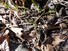 Dulichium arundinaceum