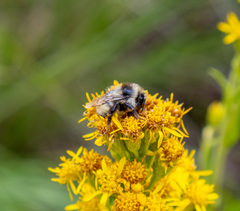 Bombus appositus
