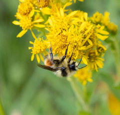 Bombus sylvicola