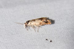 Eucosma ornatula