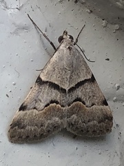 Hemeroplanis incusalis