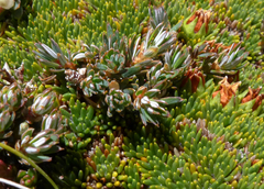 Montitega dealbata