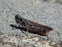 Melanoplus sanguinipes
