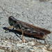 Bruner's Spur-throat Grasshopper - Photo (c) Jason J. Dombroskie, some rights reserved (CC BY-NC), uploaded by Jason J. Dombroskie