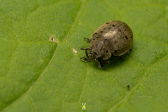 Epilachna obscurella