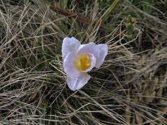 Crocus carpetanus