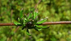 Olearia bullata