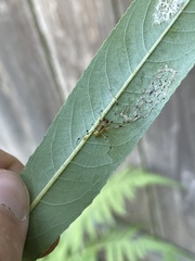 Phylloneta pictipes