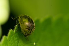 Epilachna obscurella