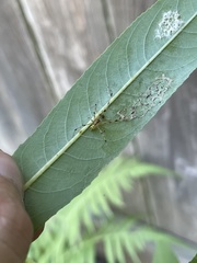 Phylloneta pictipes