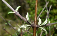 Olearia bullata