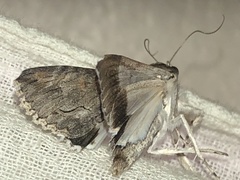 Melipotis acontioides