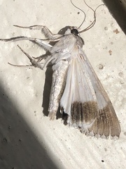 Melipotis acontioides