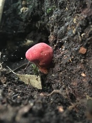 Aurantiporus pulcherrimus