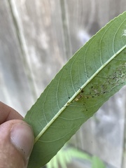 Phylloneta pictipes