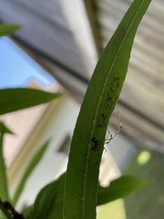 Phylloneta pictipes