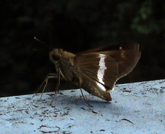 Tirynthia conflua