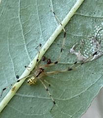 Phylloneta pictipes