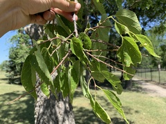 Celtis occidentalis