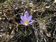 Crocus carpetanus