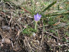 Crocus carpetanus