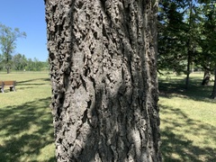 Celtis occidentalis
