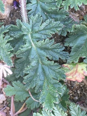 Erodium brachycarpum