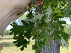 Quercus macrocarpa