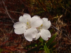 Epilobium pallidiflorum