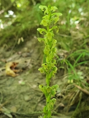 Platanthera flava flava